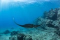 Black mantaray floating over coral reef underwater shot