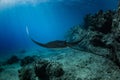 Black mantaray floating over coral reef underwater shot