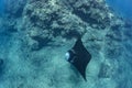 Black mantaray floating over coral reef underwater shot