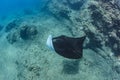 Black mantaray floating over coral reef underwater shot