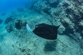 Black mantaray floating over coral reef underwater shot