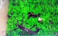 Black mantis on green grass Royalty Free Stock Photo