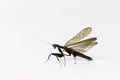 Black mantis Royalty Free Stock Photo