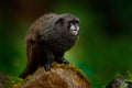 Black Mantle Tamarin monkey from Sumaco National Park in Ecuador. Wildlife scene from nature. Tamarin siting on the tree branch in Royalty Free Stock Photo