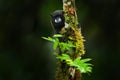 Black Mantle Tamarin monkey from Sumaco National Park in Ecuador. Wildlife scene from nature. Tamarin siting on the tree branch in Royalty Free Stock Photo