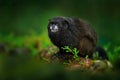 Black Mantle Tamarin monkey from Sumaco National Park in Ecuador. Wildlife scene from nature. Tamarin siting on the tree branch in Royalty Free Stock Photo