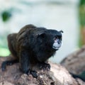 Black-mantled tamarin Royalty Free Stock Photo