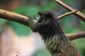 Black-mantled tamarin Royalty Free Stock Photo