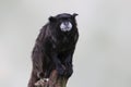 Black-mantled tamarin Leontocebus nigricollis