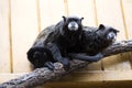 Black-mantled tamarin, Saguinus nigricollis Graells, a rare subspecies