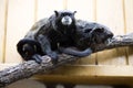 Black-mantled tamarin, Saguinus nigricollis Graells, a rare subspecies