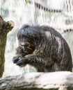 Black-mantled tamarin (Saguinus nigricollis graellsi)