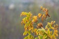 Black maple branch with colored autumn leaves Royalty Free Stock Photo