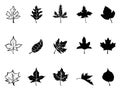 Black Maple leaves silhouette Royalty Free Stock Photo