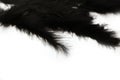 Black marabou feathers on a white background