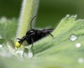 Black march fly on a grean leaf Royalty Free Stock Photo