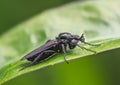 Black march fly on a grean leaf Royalty Free Stock Photo