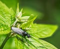 Black march fly on a grean leaf Royalty Free Stock Photo