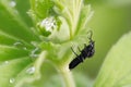 Black march fly on a grean leaf Royalty Free Stock Photo