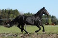 Black horse canter gallop in the field with bay horse