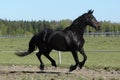 Black horse canter gallop in the field