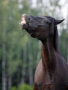 Black mare draft horse smiling on command in the evening sunlight on green forest background in summer