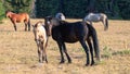 Black mare with her baby dun colt along with herd of wild horses in the Pryor mountains of Wyoming United States Royalty Free Stock Photo