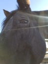 Black horse, side black mare looking down at camera, light reflection, close up of eye and blue sky behind her. Royalty Free Stock Photo