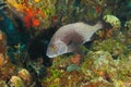 Black Margate on a Coral Reef - Roatan