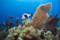 Black Margate fish on coral reef