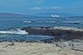 Black marine sea Galapagos iguanas on the shore with cruise ship seen from Fernandina island