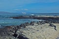 Black marine sea Galapagos iguanas on the shore with cruise ship seen from Fernandina island