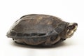 Black Marsh Turtle Siebenrockiella crassicollis Malayan Snail-eating turtle, Black Smiling Terrapin turtle on white background Royalty Free Stock Photo