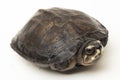 Black Marsh Turtle Siebenrockiella crassicollis Malayan Snail-eating turtle, Black Smiling Terrapin turtle on white background Royalty Free Stock Photo