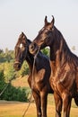 Black Marwari mares posing together. India