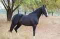 Black Marwari stallion poseing in garden. India