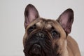 Black masked fawn french bulldog puppy close up. Pet animals. Royalty Free Stock Photo