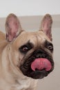 Black masked fawn french bulldog puppy close up. Pet animals. Royalty Free Stock Photo