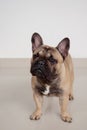 Black masked fawn french bulldog puppy is standing on tiled floor. Pet animals.