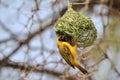 Black Masked Weaver - African Wild Bird Background - Hanging around Home Royalty Free Stock Photo
