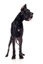 Black mastiff Royalty Free Stock Photo