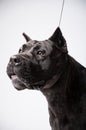 Black mastiff isolated on white