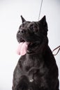 Black mastiff isolated on white