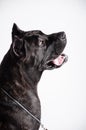 Black mastiff isolated on white