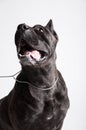 Black mastiff isolated on white