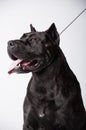 Black mastiff isolated on white