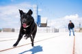 Black mastiff running, a playful big-sized dog running and fetching a stick