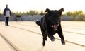 Black mastiff running, a playful big-sized dog running and fetching a stick on a field during national lockdown in Spain at sunset Royalty Free Stock Photo