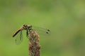 Black meadowhawk dragonfly Royalty Free Stock Photo