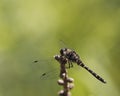 Black Meadowhawk Dragonfly Royalty Free Stock Photo